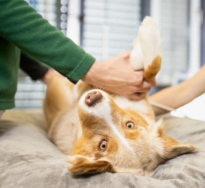 Tierarzt-Praxis-Fotografie-Tier-Hund-Behandlung